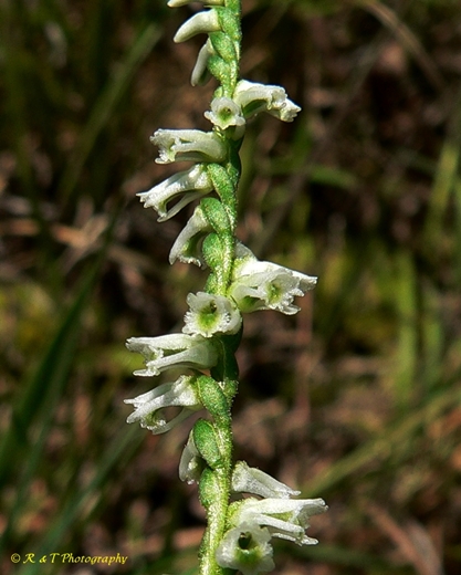 {Spiranthes lacera var. gracilis}